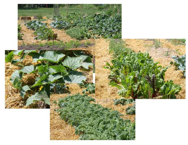 Neighbourhood Tomato Garden - July 2, 2014
